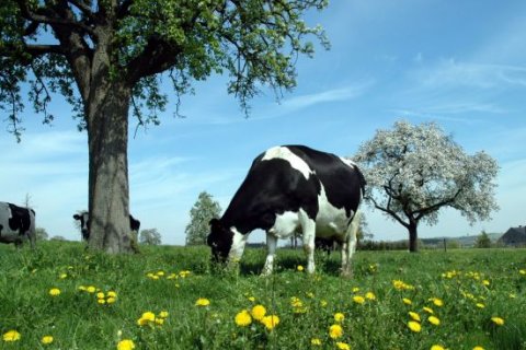 Activités du vendredi 31 mars au jeudi 6 avril 2017 au Pays de Herve