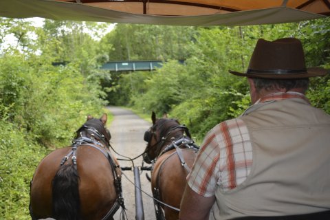 Aubel : 2ème édition des balades en calèche tirée par des chevaux de trait.